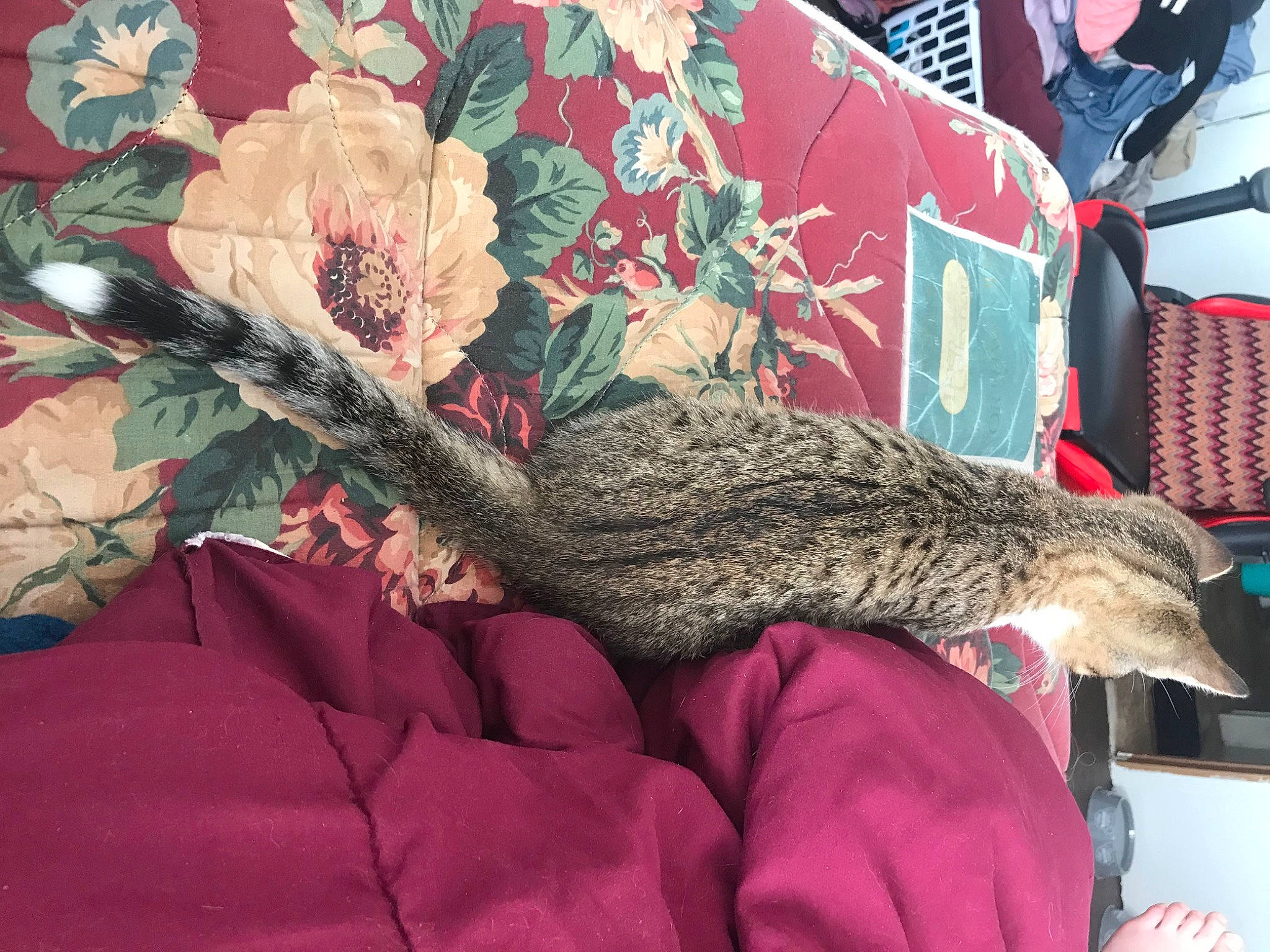 Ramen is registered to the contest to win money with this photo: backpack, claw, comfort, dress, felidae, flower, fur, human_leg, linens, luggage_and_bags, military_camouflage, pattern, petal, rabbits_and_hares, sleeve, small_to_medium_sized_cats, tail, tree, whiskers, wildlife