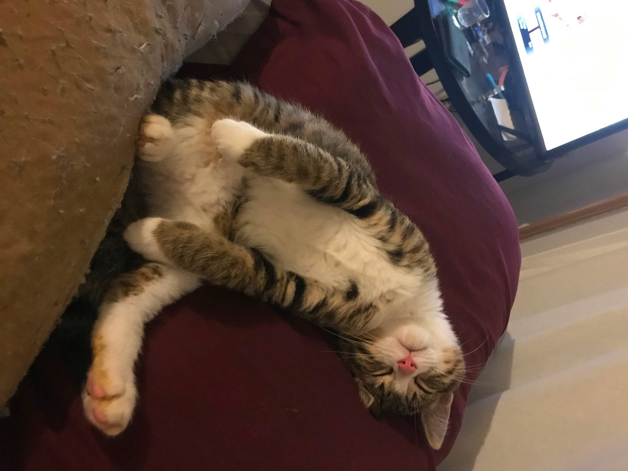 Ramen is registered to the contest to win money with this photo: carnivore, cat, claw, comfort, couch, dog_breed, domestic_short_haired_cat, felidae, flooring, fur, hardwood, human_leg, paw, picture_frame, small_to_medium_sized_cats, tail, television, terrestrial_animal, whiskers, wood