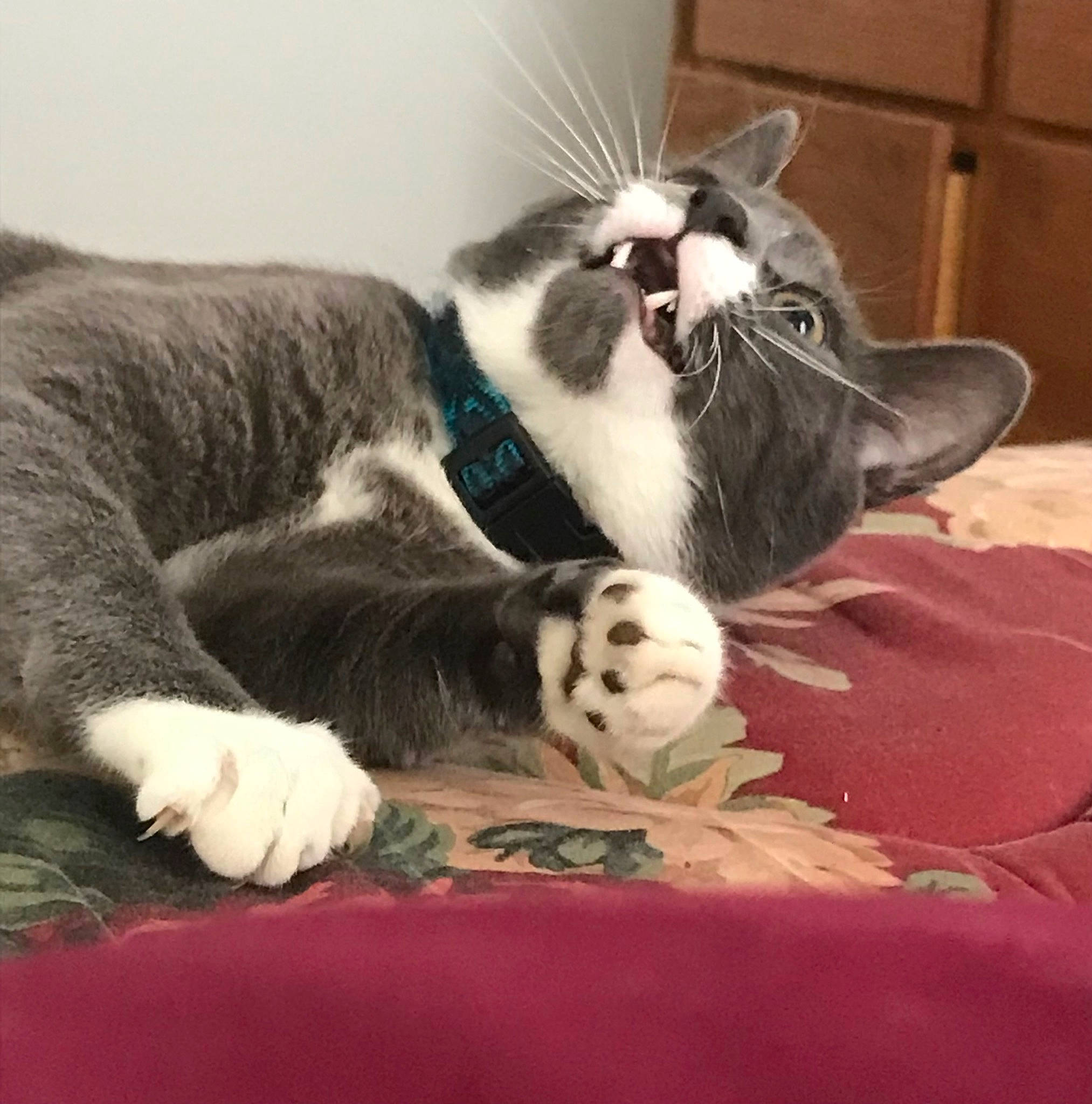 Milo joined the competition — help win amazing prizes! carnivore, cat, cat_supply, claw, comfort, domestic_short_haired_cat, felidae, fur, linens, nap, paw, small_to_medium_sized_cats, snout, tail, whiskers