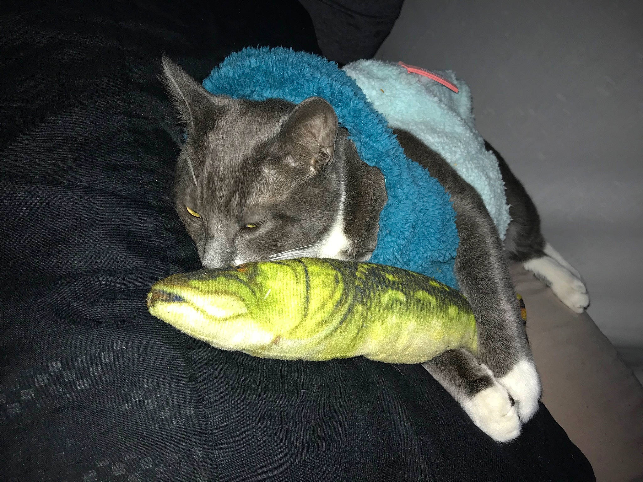 Milo joined the competition — help win amazing prizes! carnivore, cat, claw, domestic_short_haired_cat, electric_blue, fashion_accessory, feather, felidae, fish, fur, paw, small_to_medium_sized_cats, snout, tail, thread, vegetable, vertebrate, whiskers, wool, woolen