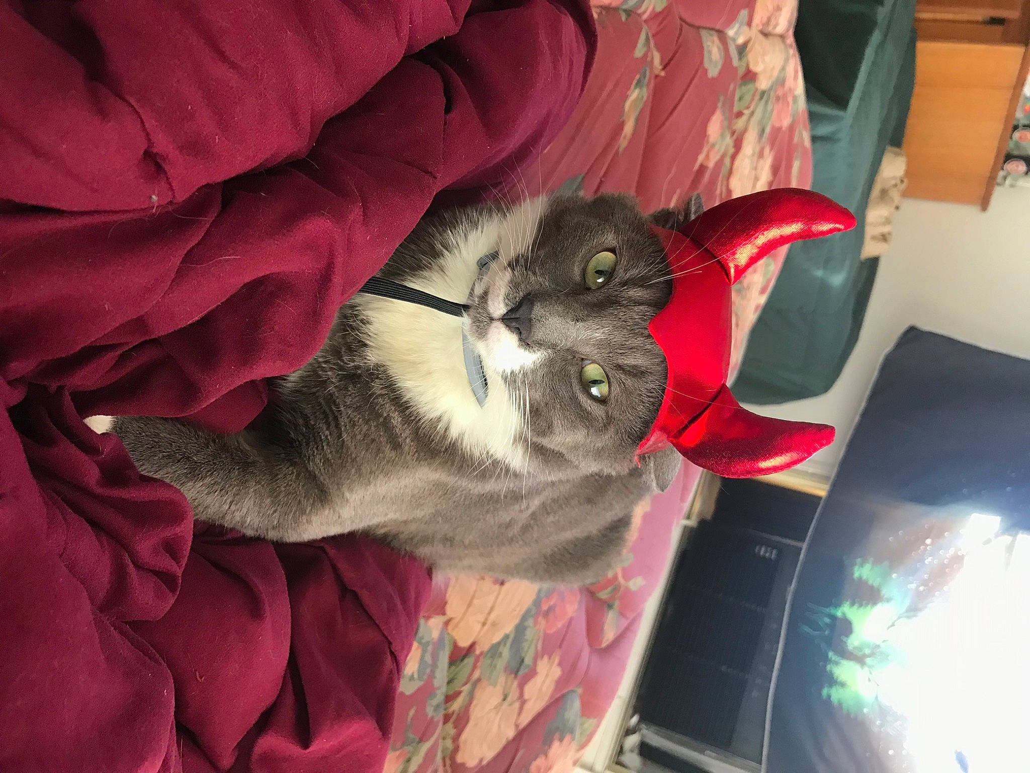 Milo joined the competition — help win amazing prizes! carnivore, cat, comfort, domestic_short_haired_cat, felidae, fur, grey, lap, paw, small_to_medium_sized_cats, tail, whiskers