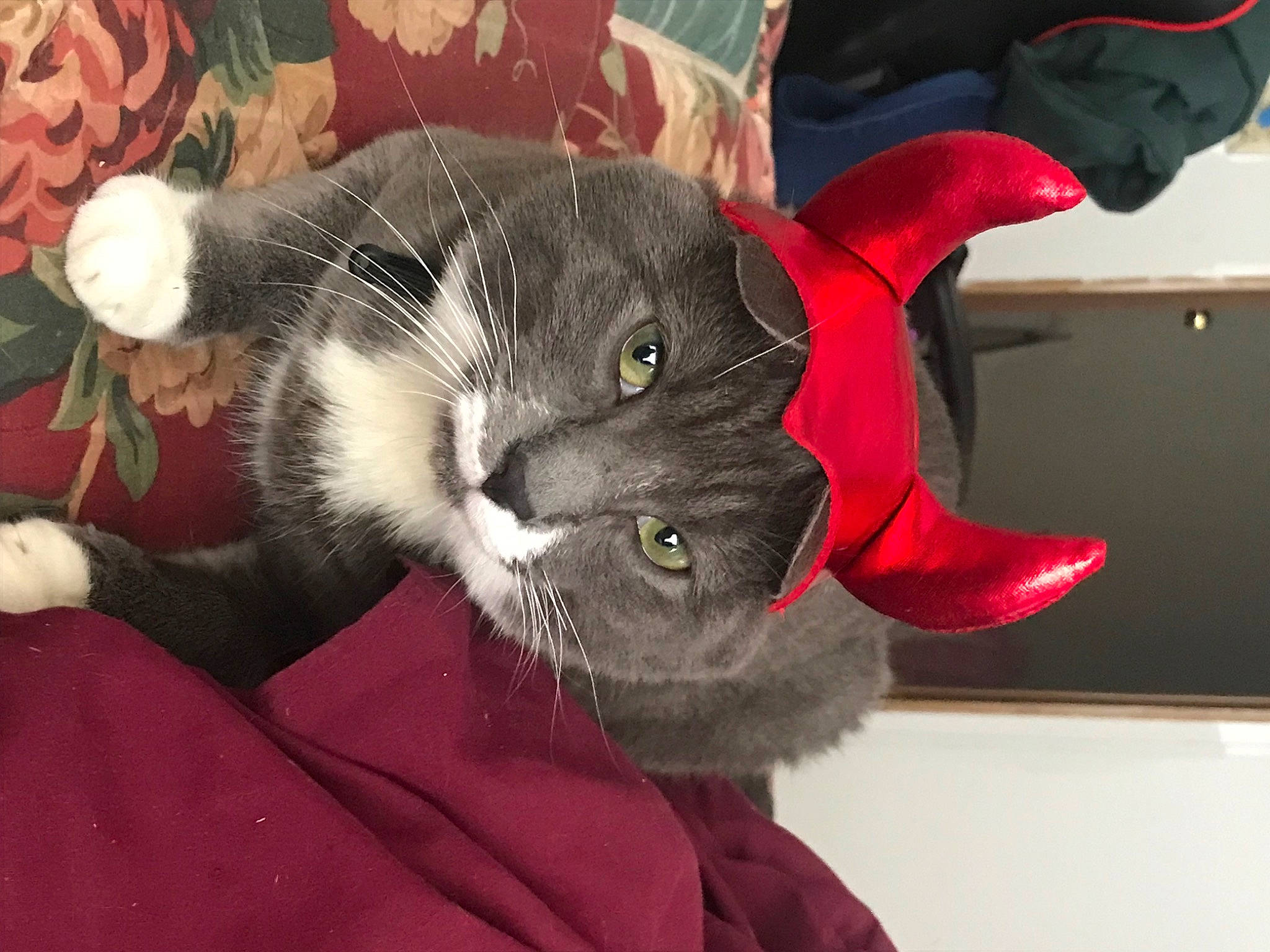 Milo is registered to the contest to win money with this photo: black_cat, carmine, carnivore, cat, cat_toy, claw, comfort, domestic_short_haired_cat, ear, felidae, fur, grey, human_leg, lap, paw, plant, small_to_medium_sized_cats, snout, tail, whiskers