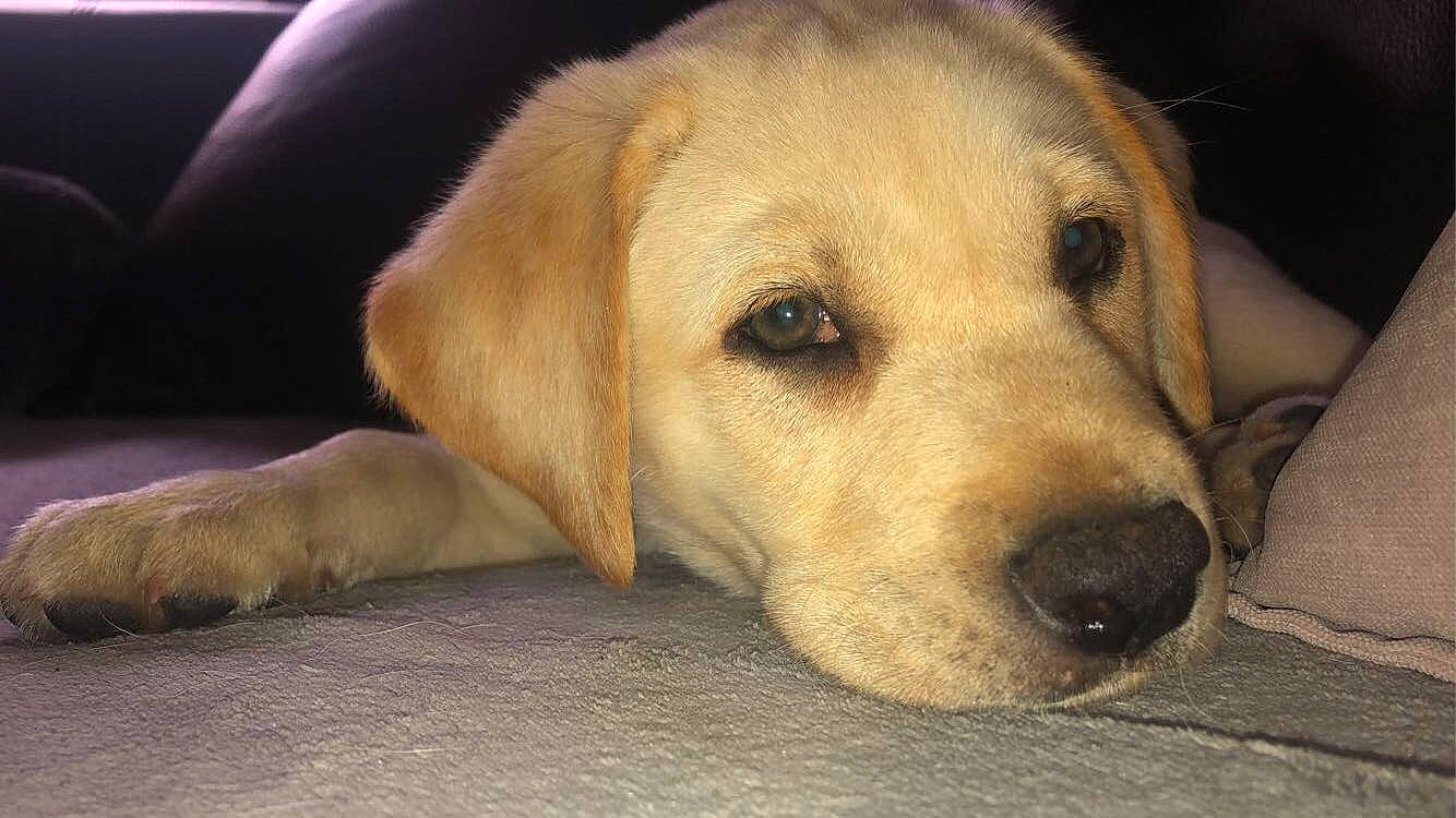 Réglisse a rejoint le concours — aidez-le/la à gagner de superbes lots ! beagador, broholmer, canidae, carnivore, companion_dog, dog, dog_breed, fawn, golden_retriever, labrador_retriever, mammal, nose, puppy, rare_breed_dog, retriever, snout, sporting_group, street_dog, vertebrate, whiskers