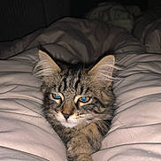 Jack a rejoint le concours — aidez-le/la à gagner de superbes lots ! abyssinian, animal, bed, bedroom, blanket, cat, couch, cushion, furniture, homedecor, indoors, kitten, linen, manx, person, pet, quilt, room, siamese, sleeping