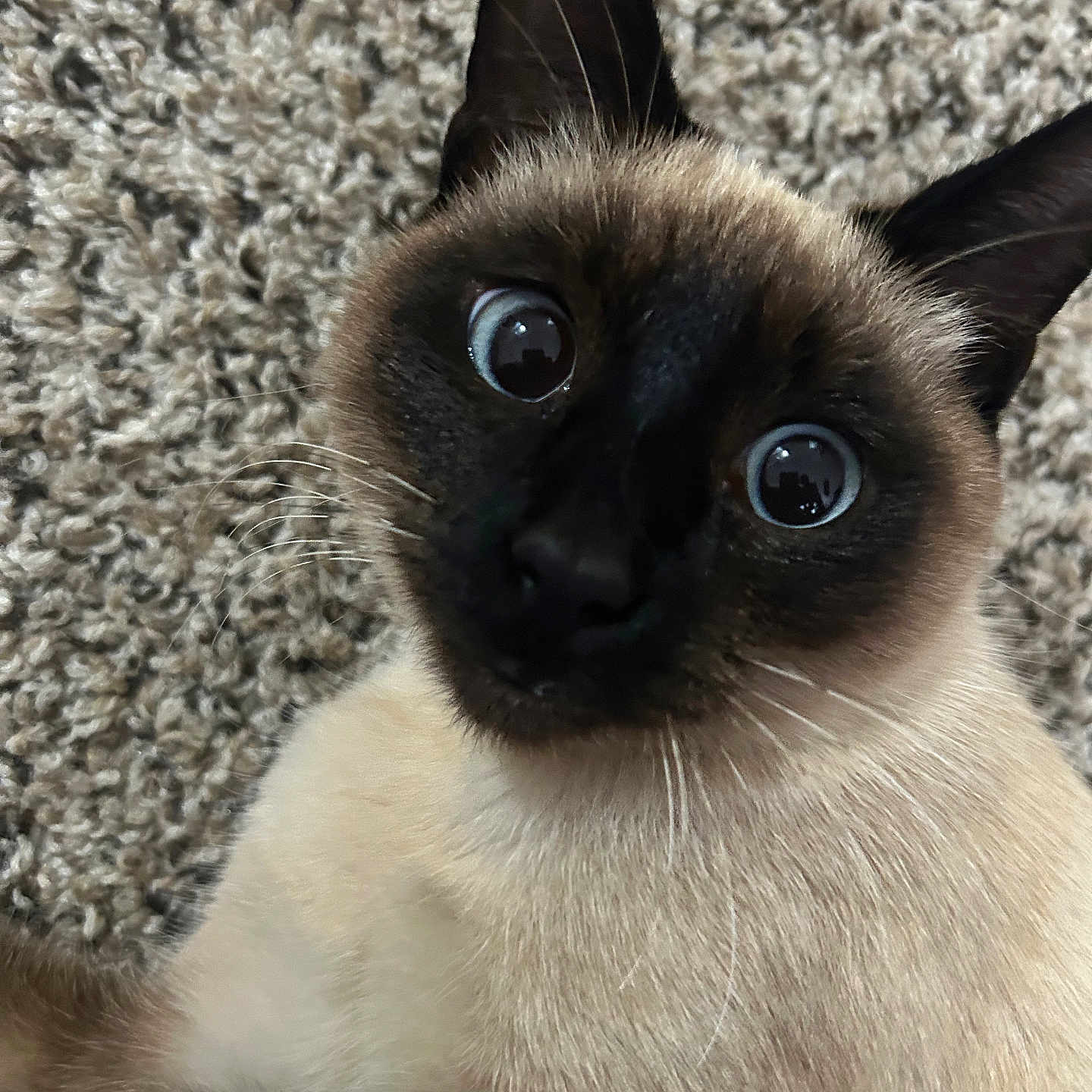 Tiabeanie