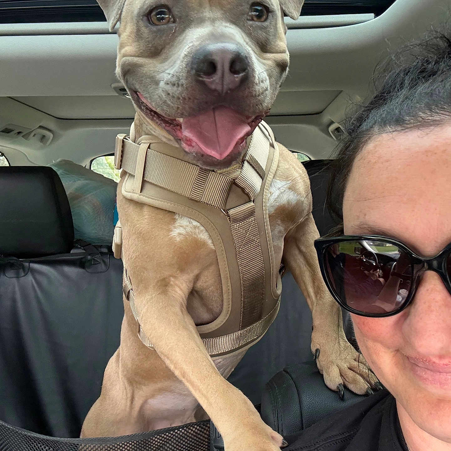 Niko joined the competition — help win amazing prizes! dog, pet, car, person, sunglasses, harness, happy, tongue_out, inside, window, seat, animal, companion, smile, transport, vehicle_interior, brown, fur, canine, human