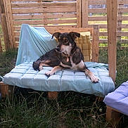 Noisette a rejoint le concours — aidez-le/la à gagner de superbes lots ! dog, dog_breed, dog_breed_group, dog_like_mammal, grass, sporting_group