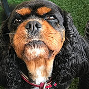 Fauve participe au concours pour gagner de l'argent avec cette photo : dog, pet, animal, black_and_tan, collar, curly_ears, close_up, outdoor, grass, canine, fur, face, nose, whiskers, alert, looking_up, domestic_animal, portrait, cute, companion