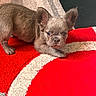 Onyx Dior is registered to the contest to win money with this photo: puppy, dog, pet, cute, small, fur, ears, indoor, carpet, red, gray, floor, animal, young, lying_down, looking, expression, adorable, domestic, companion