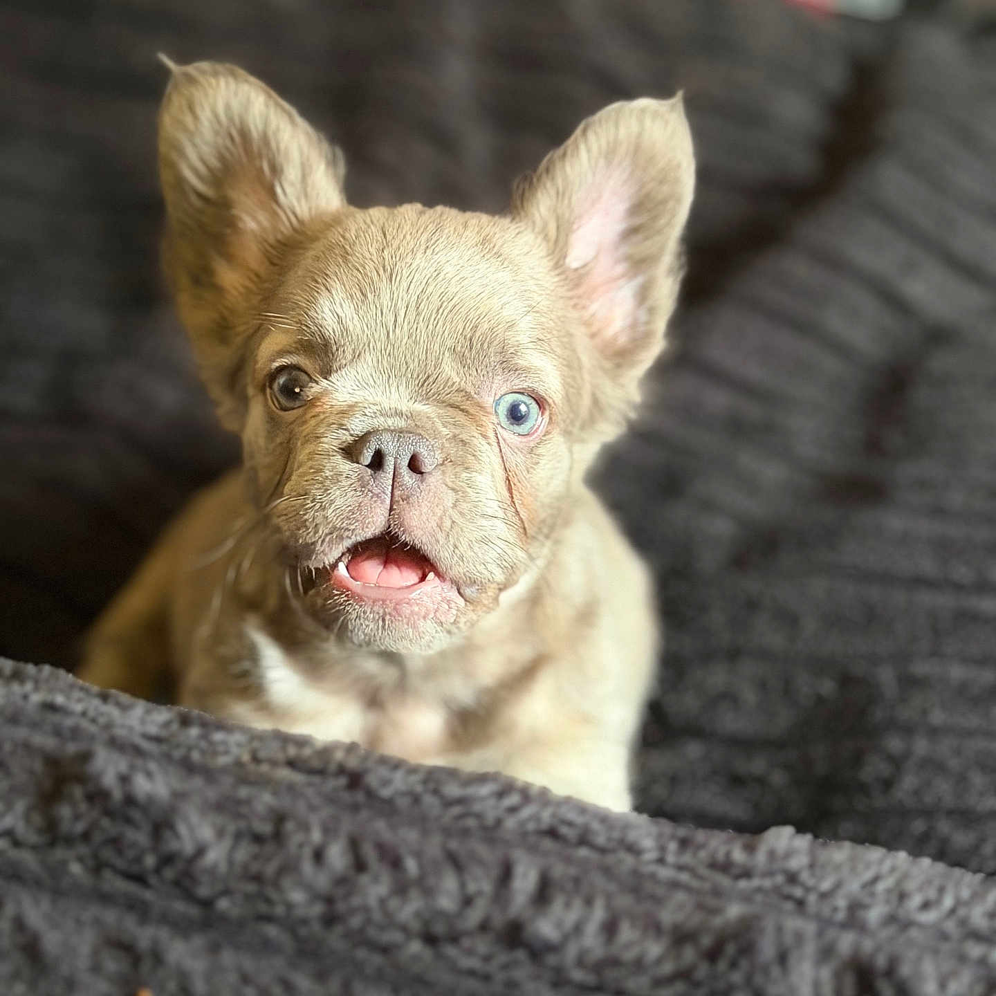 Onyx Dior