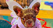 Onyx Dior is registered to the contest to win money with this photo: dog, puppy, costume, fairy_wings, tiara, indoor, colorful, curious, small_dog, pet, floor, blurred_background, toy, playful, animal, portrait, cute, decor, household, closeup