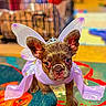 dog, puppy, costume, fairy_wings, tiara, indoor, colorful, curious, small_dog, pet, floor, blurred_background, toy, playful, animal, portrait, cute, decor, household, closeup