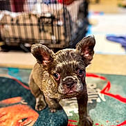 Onyx Dior joined the competition — help win amazing prizes! puppy, dog, french_bulldog, pet, animal, indoor, carpet, colorful, ears, eyes, crate, blurred_background, floor, cute, young, portrait, looking, home, curious, small
