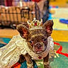 Onyx Dior joined the competition — help win amazing prizes! dog, puppy, crown, jewelry, costume, royalty, cape, pet, indoor, colorful, floor, animal, small_dog, decorative, portrait, cute, fancy, accessory, blurred_background, domestic