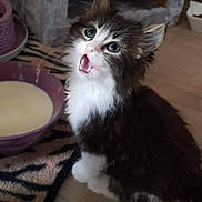 Bidule a rejoint le concours — aidez-le/la à gagner de superbes lots ! kitten, cat, milk, bowl, floor, wooden_floor, pet, animal, feline, fur, whiskers, ears, eyes, mouth_open, indoor, household, carpet, cat_house, cute, young
