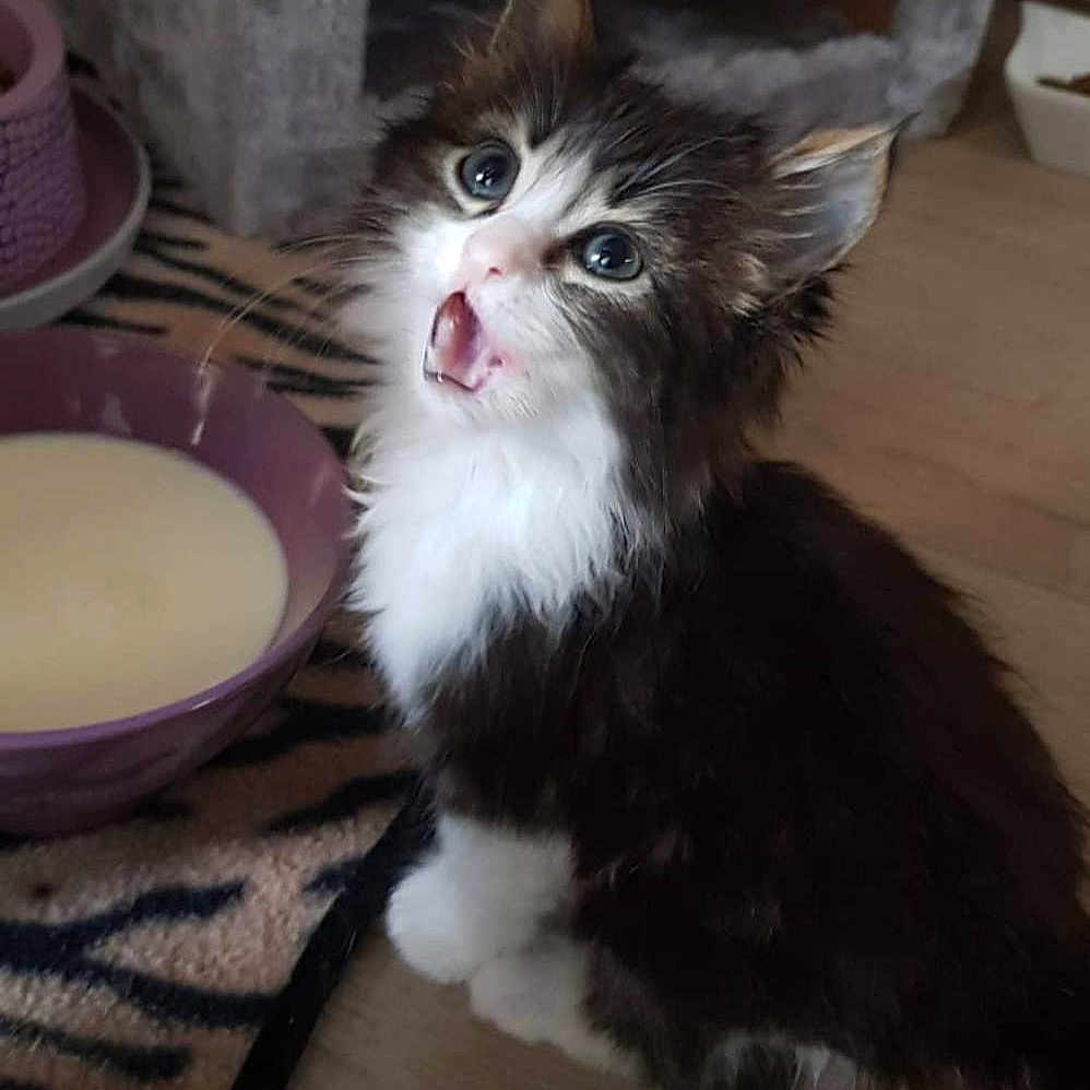 Bidule a rejoint le concours — aidez-le/la à gagner de superbes lots ! kitten, cat, milk, bowl, floor, wooden_floor, pet, animal, feline, fur, whiskers, ears, eyes, mouth_open, indoor, household, carpet, cat_house, cute, young