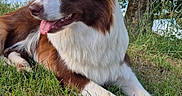 Akila a rejoint le concours — aidez-le/la à gagner de superbes lots ! dog, brown_and_white, grass, tree, river, bridge, outdoor, nature, canine, pet, animal, relaxing, scenic, summer, daylight, landscape, tongue_out, fur, muzzle, ears