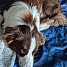 Akila participe au concours pour gagner de l'argent avec cette photo : animal, blanket, blue_blanket, brown_and_white, canine, close_up, comfort, cozy, curled_up, cute, dog, fur, indoor, napping, pet, quiet, relaxing, resting, sleeping, soft_texture