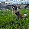 Akila participe au concours pour gagner de l'argent avec cette photo : dog, grass, river, bridge, cloudy_sky, water, outdoor, nature, canine, tongue_out, greenery, scenic, happy, pet, animal, daylight, park, stone_bridge, tongue, fur