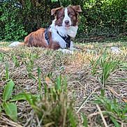 Akila participe au concours pour gagner de l'argent avec cette photo : animal, background, brown, canine, closeup, dog, fur, grass, greenery, harness, leaf, lying_down, nature, outdoor, park, pet, summer, sunlight, tree, white