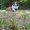 animal, background, brown, canine, closeup, dog, fur, grass, greenery, harness, leaf, lying_down, nature, outdoor, park, pet, summer, sunlight, tree, white