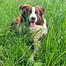 Akila participe au concours pour gagner de l'argent avec cette photo : dog, grass, outdoor, nature, greenery, animal, tongue_out, happy, brown_and_white, meadow, pet, canine, summer, field, fur, eyes, ears, snout, tongue, relaxed