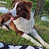 Akila a rejoint le concours — aidez-le/la à gagner de superbes lots ! animal, bridge, brown_and_white, canine, dog, grass, happy, leaves, nature, outdoor, park, portrait, relaxed, river, scenic, summer, sunlight, tongue_out, tree, water