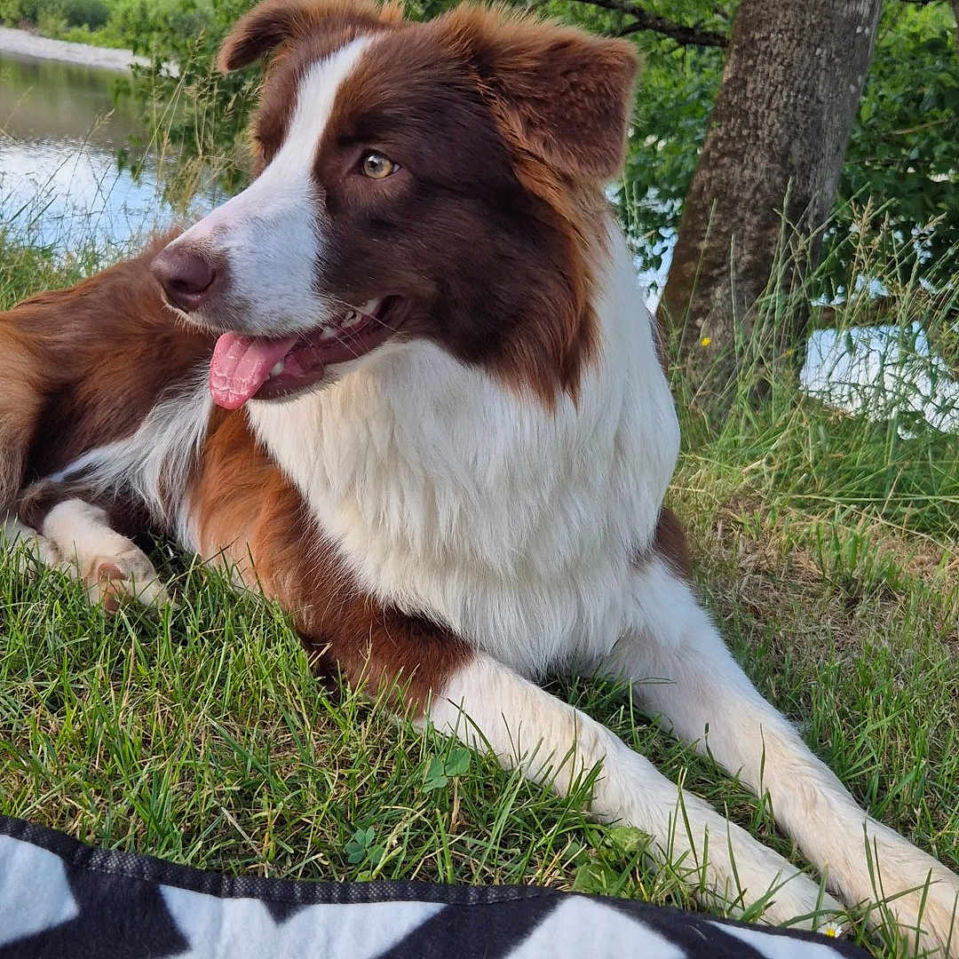 Akila
