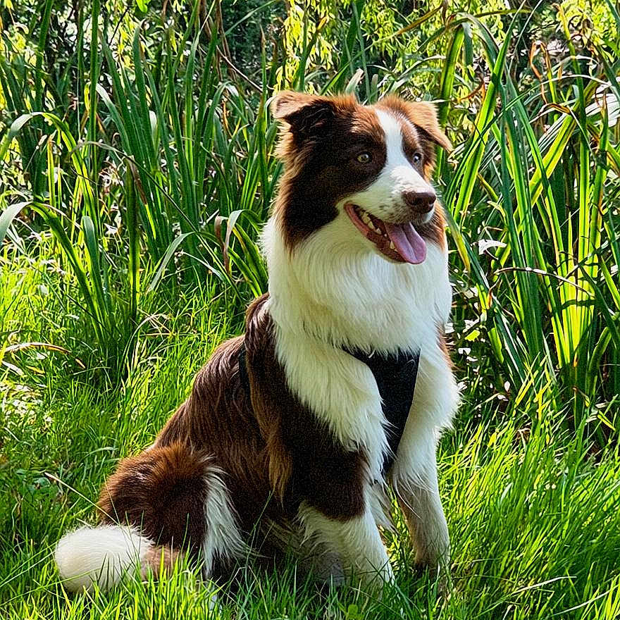 Akila participe au concours pour gagner de l'argent avec cette photo : dog, brown_and_white, sitting, grass, greenery, outdoor, happy, tongue_out, fluffy_tail, nature, plants, sunlight, pet, canine, animal, daylight, fur, alert, garden, leaves