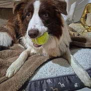 Akila participe au concours pour gagner de l'argent avec cette photo : dog, tennis_ball, brown_and_white, pet, indoor, blanket, cozy, floor, cushion, playful, animal, cute, fur, canine, resting, looking, home, toy, muzzle, ears