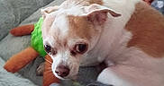 Champ is registered to the contest to win money with this photo: dog, pet_bed, blanket, toy, carrot_toy, white_coat, tan_coat, small_dog, fur, indoors, resting, cute, animal, cozy, side_eye, soft_texture, relaxing, companion_animal, domestic_animal, nap_time