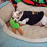 Champ is registered to the contest to win money with this photo: bedroom, black_outfit, blanket, chihuahua, cozy, cushion, dog, dog_clothing, green_toy, indoors, lying_down, orange_toy, pet, pet_bed, plush_toy, portrait, serta, sleeping, small_dog, toy