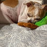 Champ is registered to the contest to win money with this photo: dog, sleeping, bed, blanket, pillow, plush_toy, cozy, resting, pet, indoor, white, tan, fur, small_dog, cute, relaxed, domestic_animal, canine, animal, comfort