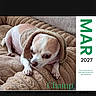 dog, puppy, small_dog, short_hair, brown_and_white, sitting, lying_down, blanket, couch, quilt, indoor, home, pet, calendar, calendar_page, photograph, phone_screenshot, website, green_text, product_listing