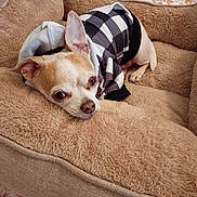 Champ joined the competition — help win amazing prizes! dog, chihuahua, small_dog, pet, animal, wearing_clothes, checkered_outfit, lying_down, fluffy_bed, blanket, cozy, indoors, home, bedroom, floral_pattern, brown, white, tan, portrait, cute