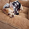 animal, bedroom, blanket, brown, checkered_outfit, chihuahua, cozy, cute, dog, floral_pattern, fluffy_bed, home, indoors, lying_down, pet, portrait, small_dog, tan, wearing_clothes, white