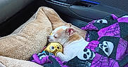 Champ joined the competition — help win amazing prizes! animal, blanket, brown_patches, car_interior, car_seat, closeup, cozy, dog, indoors, pet, plush_toy, puppy, purple_blanket, resting, skull_pattern, sleeping, sleepy, small_dog, snuggling, white_fur