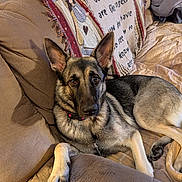 Stella joined the competition — help win amazing prizes! attentive, blanket, collar, couch, cozy, dog, ears_up, fur, furniture, gaze_at_camera, german_shepherd, home, indoors, living_room, paw, pet, pillow, portrait, tan_and_black, upholstery