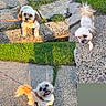 dog, shih_tzu, small_dog, pet, puppy, fluffy, white_fur, brown_fur, long_hair, curly_tail, leash, collage, outdoor, sidewalk, pavement, grass, sunlight, portrait, standing, happy
