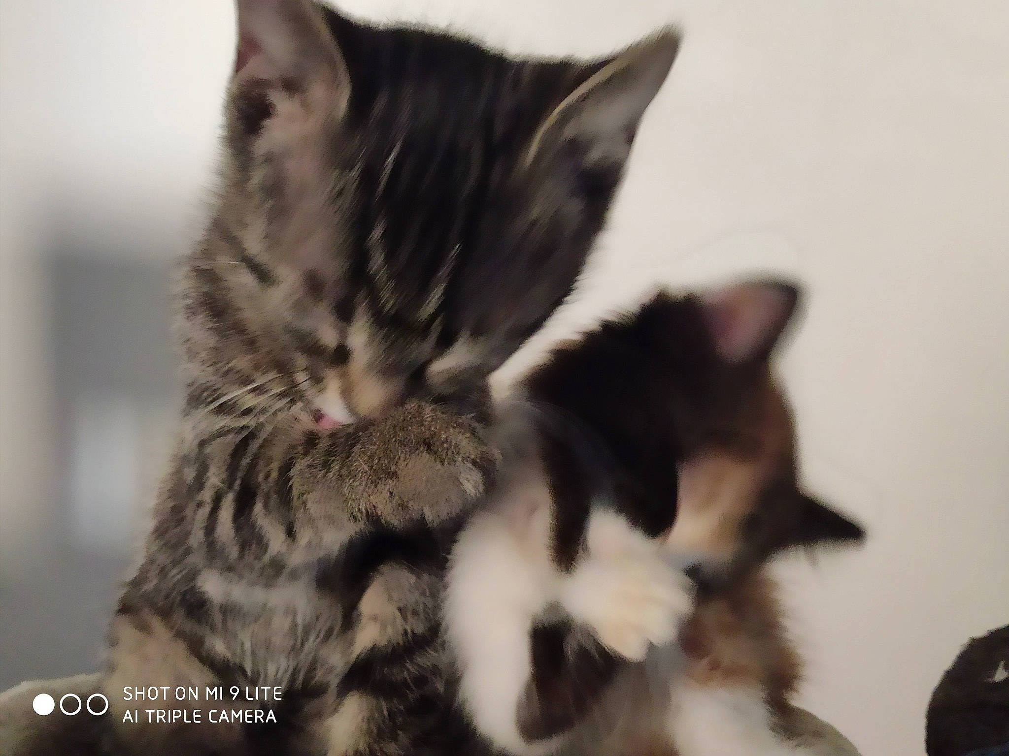 Marvin a rejoint le concours — aidez-le/la à gagner de superbes lots ! aegean_cat, american_shorthair, american_wirehair, asian, carnivore, cat, domestic_short_haired_cat, dragon_li, european_shorthair, felidae, fur, kitten, mammal, ojos_azules, polydactyl_cat, small_to_medium_sized_cats, snapshot, snout, tabby_cat, whiskers