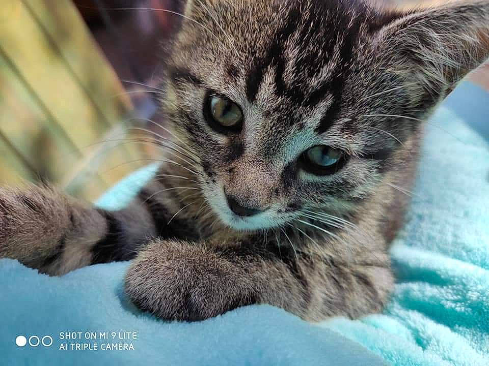 Marvin a rejoint le concours — aidez-le/la à gagner de superbes lots ! aegean_cat, asian, california_spangled, carnivore, cat, domestic_short_haired_cat, dragon_li, european_shorthair, eye, felidae, kitten, mammal, paw, pixie_bob, small_to_medium_sized_cats, snout, tabby_cat, vertebrate, whiskers, wild_cat