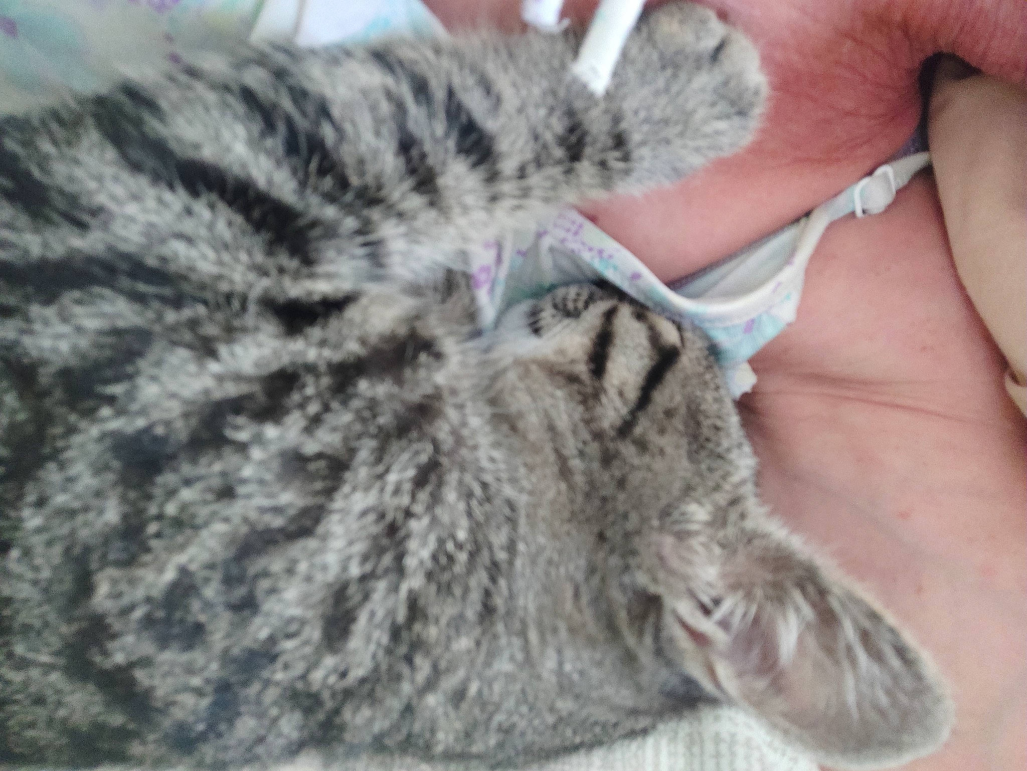 Marvin a rejoint le concours — aidez-le/la à gagner de superbes lots ! american_shorthair, asian, california_spangled, carnivore, cat, claw, domestic_short_haired_cat, dragon_li, egyptian_mau, european_shorthair, felidae, fur, kitten, mammal, pixie_bob, polydactyl_cat, small_to_medium_sized_cats, snout, tabby_cat, whiskers