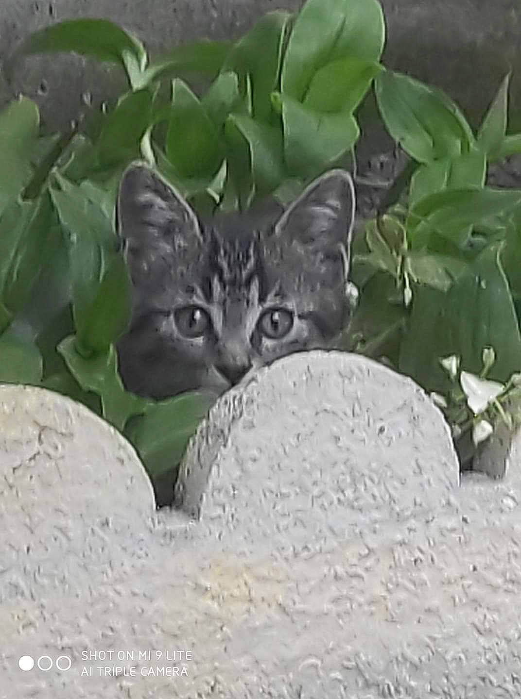 Marvin participe au concours pour gagner de l'argent avec cette photo : carnivore, cat, domestic_short_haired_cat, european_shorthair, felidae, kitten, leaf, organism, plant, small_to_medium_sized_cats, tabby_cat, whiskers, wildlife