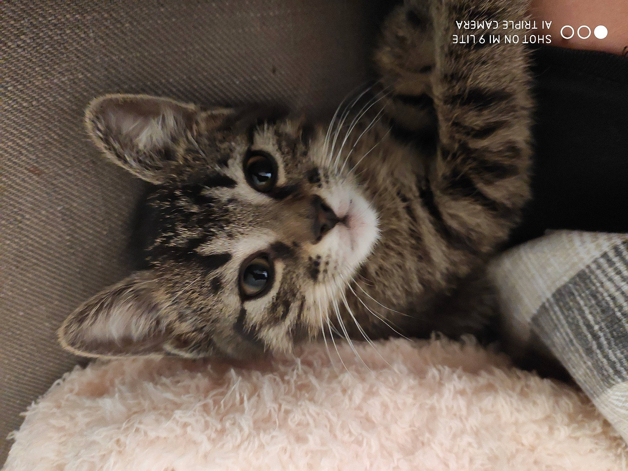 Marvin a rejoint le concours — aidez-le/la à gagner de superbes lots ! american_shorthair, asian, carnivore, cat, domestic_short_haired_cat, dragon_li, ear, european_shorthair, eye, felidae, fur, kitten, mammal, paw, pixie_bob, skin, small_to_medium_sized_cats, snout, tabby_cat, whiskers