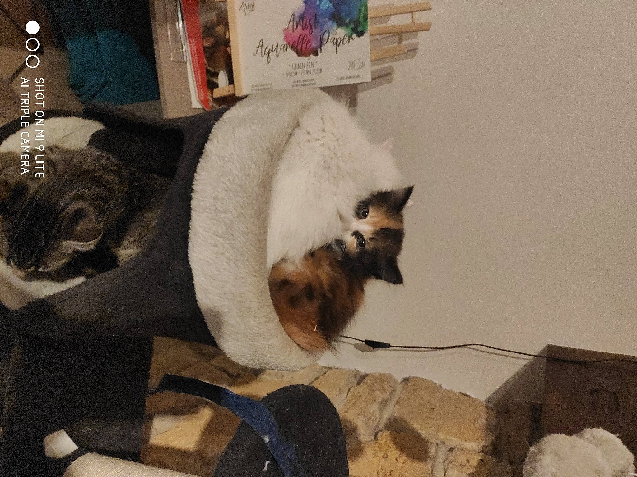 Melly a rejoint le concours — aidez-le/la à gagner de superbes lots ! asian, carnivore, cat, ear, fawn, felidae, fur, siamese, small_to_medium_sized_cats, tail, thai, whiskers