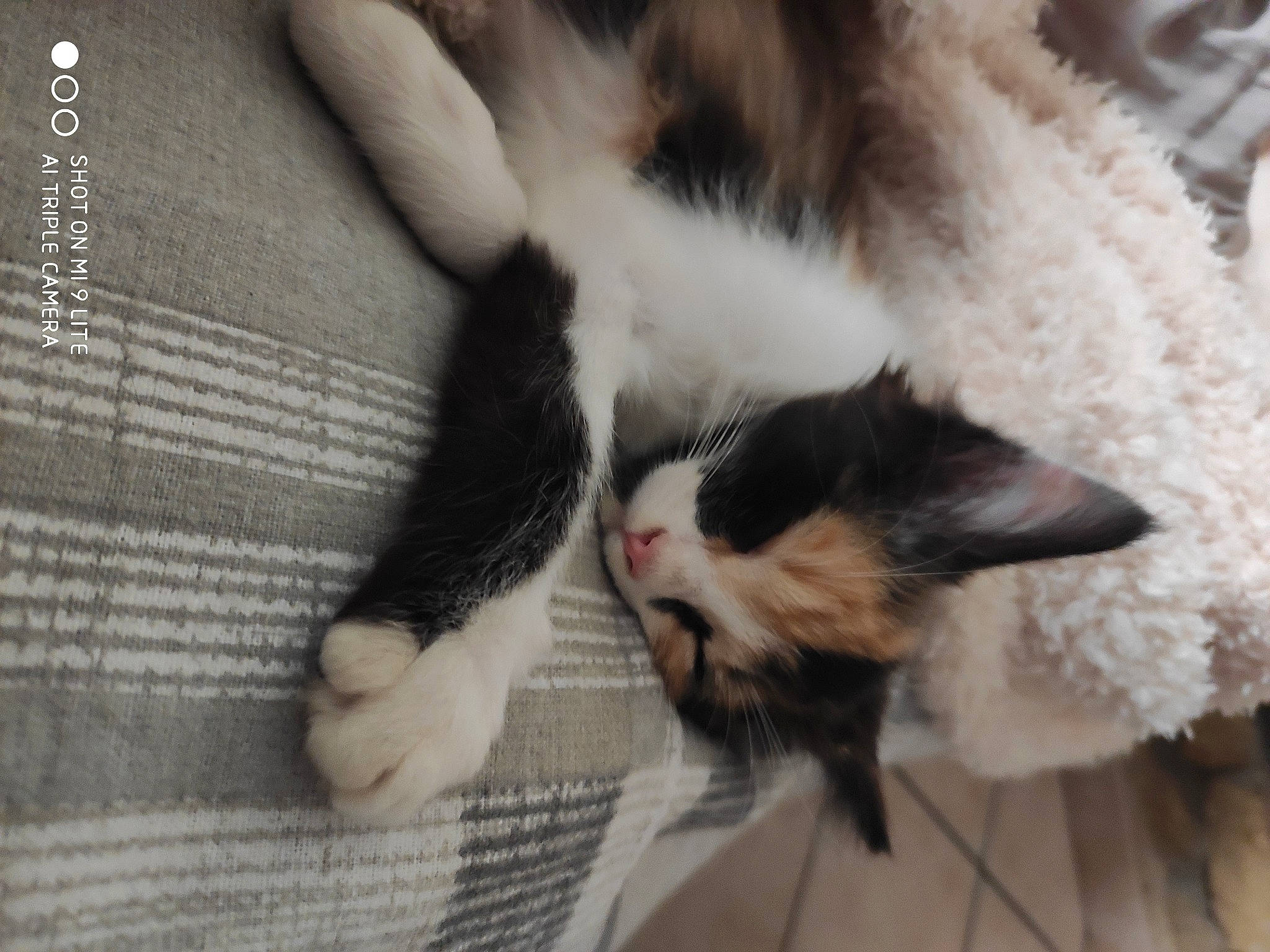 Melly participe au concours pour gagner de l'argent avec cette photo : carnivore, cat, claw, fawn, felidae, fur, kitten, mammal, nap, norwegian_forest_cat, paw, polydactyl_cat, small_to_medium_sized_cats, tail, whiskers