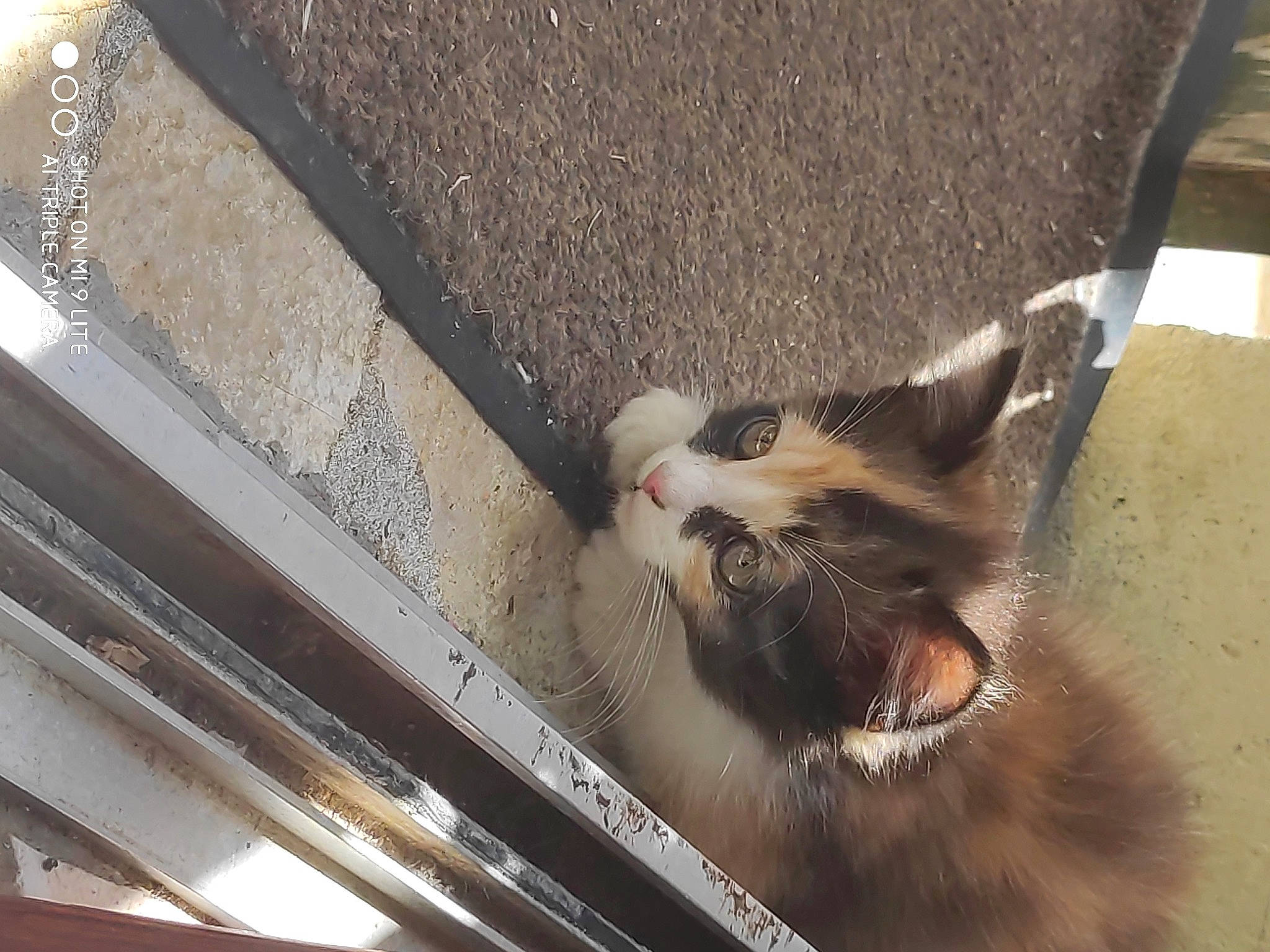 Melly a rejoint le concours — aidez-le/la à gagner de superbes lots ! carnivore, cat, fawn, felidae, fur, small_to_medium_sized_cats, snout, whiskers, window