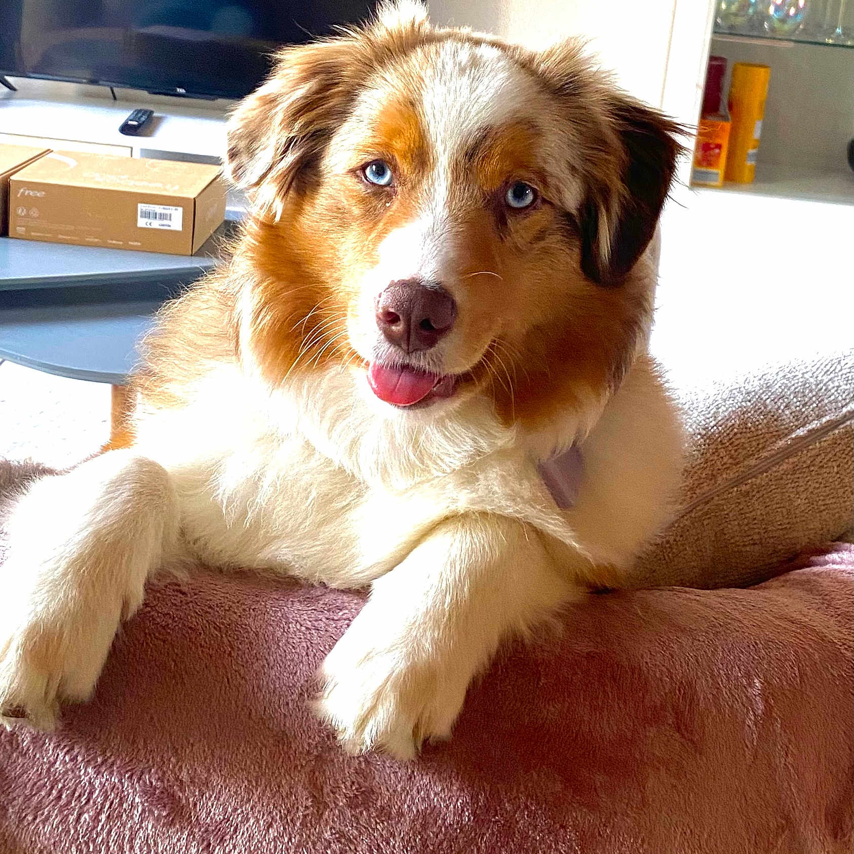Ultimate Love a rejoint le concours — aidez-le/la à gagner de superbes lots ! animal, ball, box, canine, collie, computerhardware, couch, dog, electronics, football, furniture, goldenretriever, hardware, mobilephone, monitor, pet, phone, puppy, screen, tv