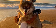 Aïko participe au concours pour gagner de l'argent avec cette photo : dog, puppy, beach, sunset, ocean, waves, sand, person, holding, happy, outdoor, nature, water, sky, casual_clothing, footprints, hat, sunlight, warm_light, animal