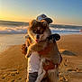 dog, puppy, beach, sunset, ocean, waves, sand, person, holding, happy, outdoor, nature, water, sky, casual_clothing, footprints, hat, sunlight, warm_light, animal